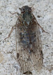 Melanoliarus aridus