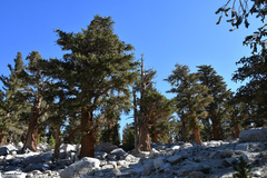 Pinus balfouriana