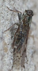 Melanoliarus aridus