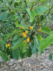 Pittosporum