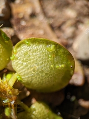 Limnobium laevigatum