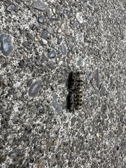 Lophocampa roseata