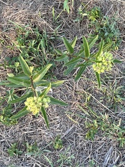 Asclepias viridis