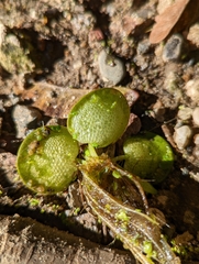 Limnobium laevigatum