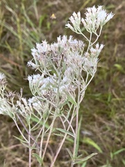Eupatorium mohrii