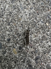 Lophocampa roseata