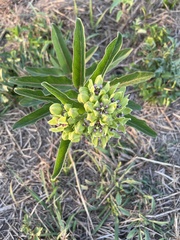 Asclepias viridis
