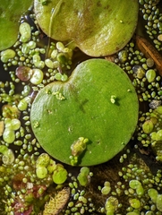 Limnobium laevigatum