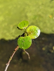 Limnobium laevigatum