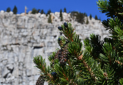 Pinus balfouriana