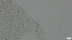 Claudopus