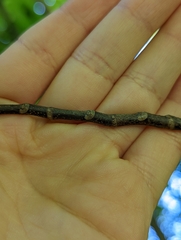 Cladrastis kentukea