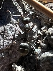 Formica fusca