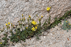 Senecio fremontii