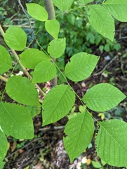 Cladrastis kentukea