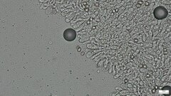 Claudopus