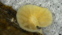 Claudopus