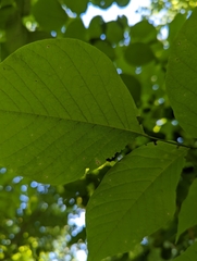 Cladrastis kentukea