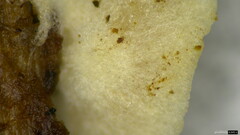 Claudopus