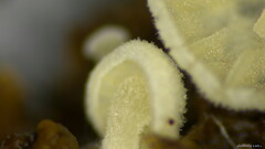 Claudopus