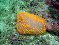 Polycitor giganteus