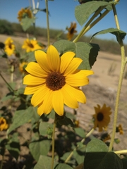Helianthus