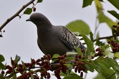 Patagioenas maculosa
