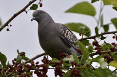 Patagioenas maculosa