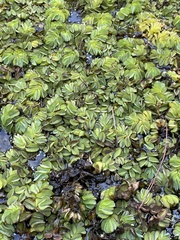 Salvinia