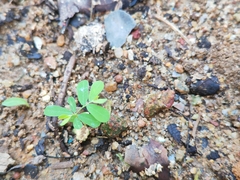 Phyllanthus urinaria