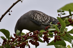 Patagioenas maculosa
