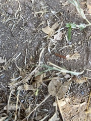 Lumbricus terrestris