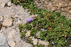 Penstemon davidsonii