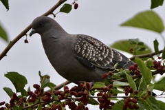 Patagioenas maculosa