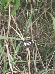 Danaus affinis