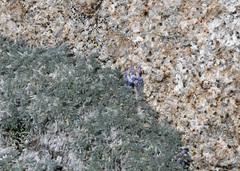 Lupinus breweri