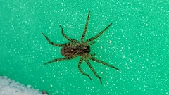 Tigrosa georgicola