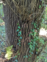 Fraxinus nigra