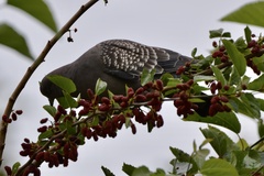 Patagioenas maculosa