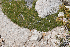 Sabulina nuttallii
