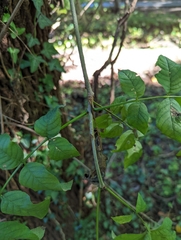 Fraxinus nigra