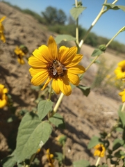 Helianthus