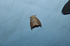 Drepana arcuata