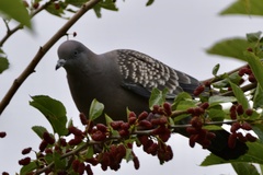 Patagioenas maculosa