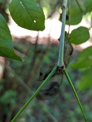 Fraxinus nigra