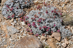 Eriogonum ovalifolium