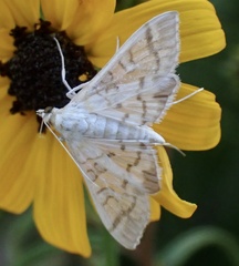 Epipagis fenestralis