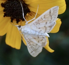 Epipagis fenestralis