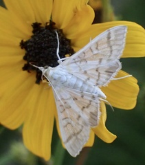 Epipagis fenestralis