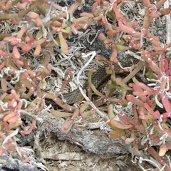 Pseudalsophis hoodensis